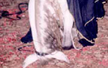 تصاویر سجده یک اسب در حسینه ای در بحرین تصاویر سجده یک اسب در حسینه ای در بحرین