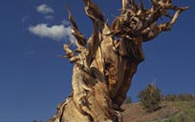 درخت «مقدس‌نما» در رضوانشهر قطع شد