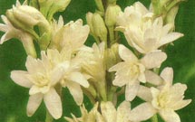 «عمرکشان» روز جشن مرگ «عمرسعد» است، نه خلیفه دوم