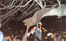 کربلا به روایت یک چنار