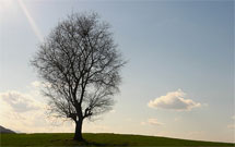 پیرلک لک؛ امید حاجتمندان قشقایی