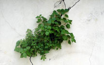 ترجمه نامه خوارزمی به شیعیان نیشابور*