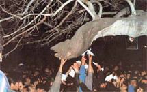 پرونده درختان مقدس 1 // مقدمه