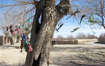 پرونده درختان مقدس 2 // تقدس درخت در ايران