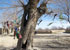 پرونده درختان مقدس 2 // تقدس درخت در ايران