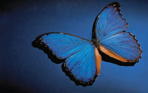 نشانههاي آرامشبخش نشانههاي آرامشبخش