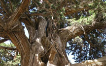 قطع درختان کهن‌سال به بهانه‌ مبارزه با خرافه‌پرستی