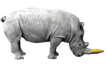 کرگدن‌های فرهنگی