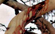 درختان مقدس