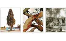 درختان مقدس در ایران