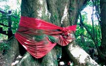 درختان در قرآن