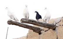 زائر کربلا باید ذاکر و واعظ خود باشد