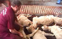 یک بانک مدیریت قربانی حج تمتع سال ۸۹ را بر عهده گرفت