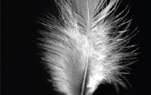 زبور آل محمد