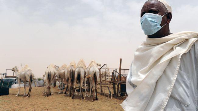 شتر عامل انتقال ویروس کرونا شتر عامل انتقال ویروس کرونا