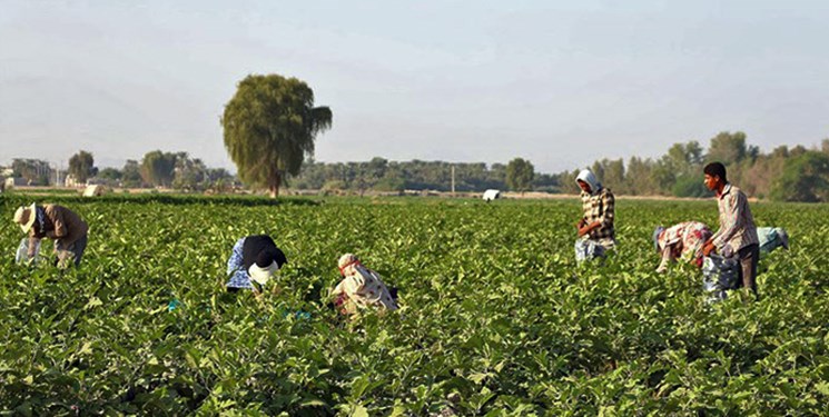 هیأتی‌ها در مزرعه خانوادگی، محصولات ارگانیک تولید می‌کنند +عکس